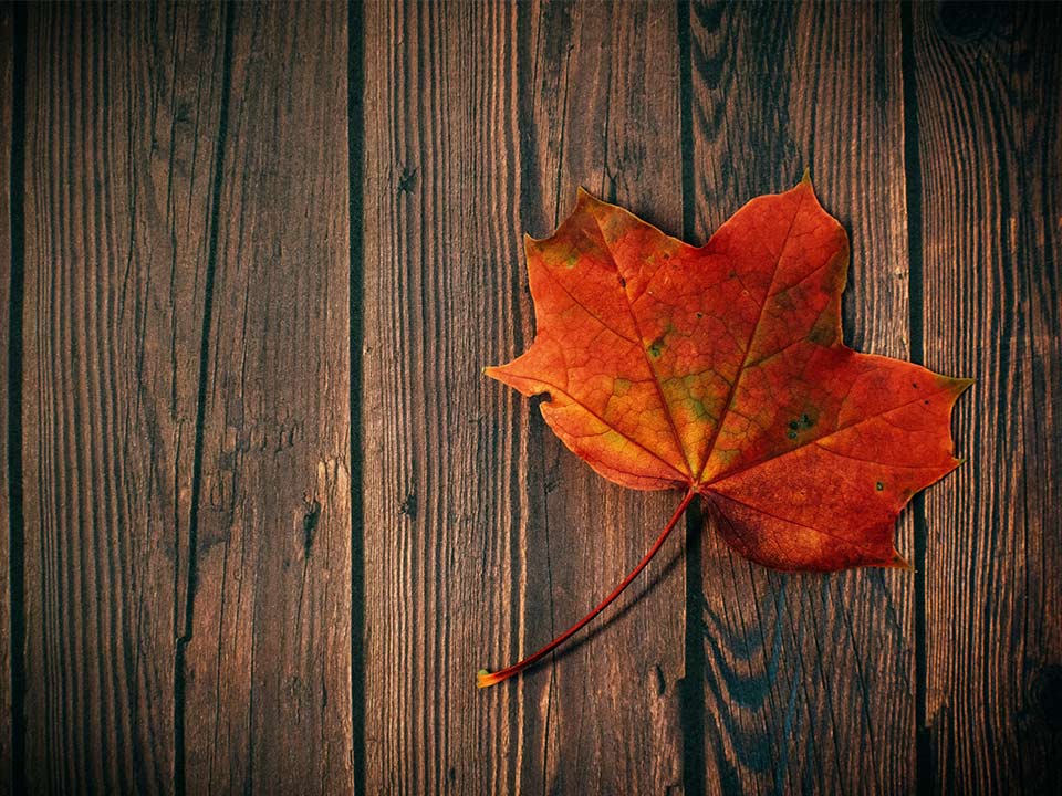 wooden planks with leaf